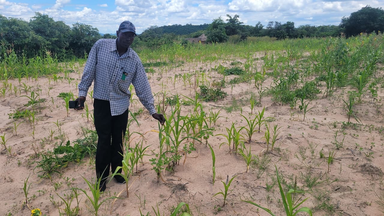 barren maize field with man standing in the middle